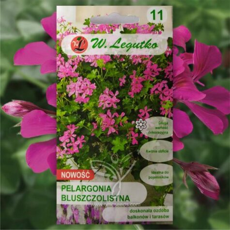 Pelargonija Fuchsia F1 5 s