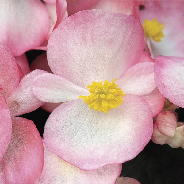 Visada žydinti begonija Bada Boom Rose bicolor 100 sėklų byranti