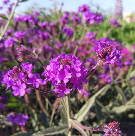 Šiurkščioji verbena Dazzling nights 100 sėklų