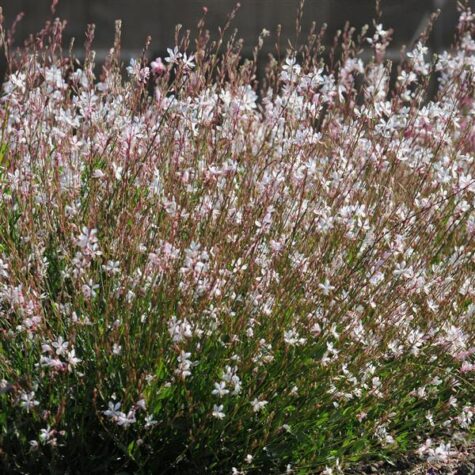 Gaura Sparkle White 20 sėklų