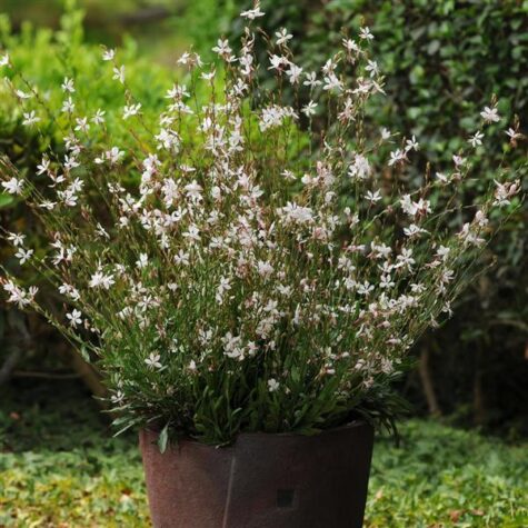 Gaura Sparkle White 20 sėklų