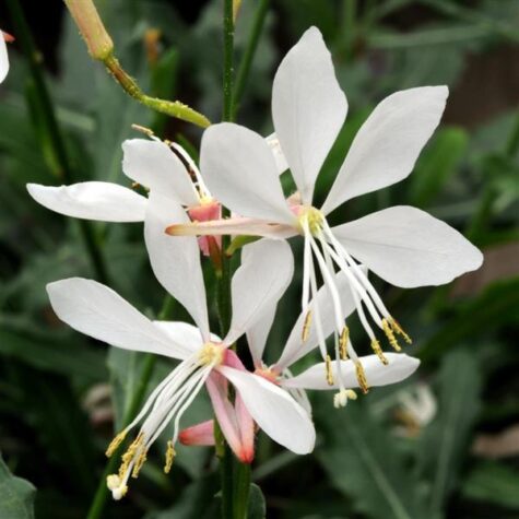 Gaura Sparkle White 20 sėklų