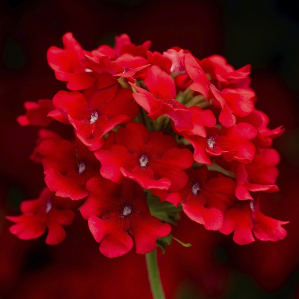 Kabanti vaistinė verbena Obsession Cascade Scarlet 50 sėklų