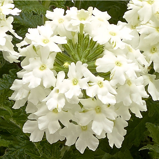 Kabanti vaistinė verbena Obsession Cascade White 50 sėklų