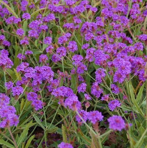 Šiurkščioji verbena Dazzling nights 100 sėklų