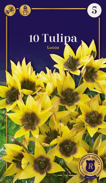 Tulpė Lucca 10 vnt