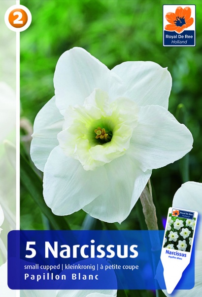 Narcizas Papillon Blanc 5 vnt