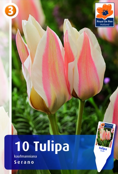 Tulpė Serano 10 vnt