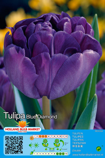 Tulpė Blue Diamond 1 vnt