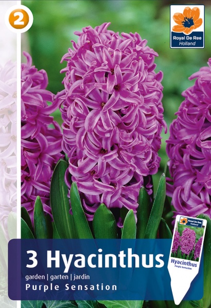 Hiacintas Purple Sensation 3 vnt