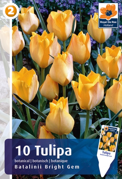 Tulpė Batalinii Bright Gem 10 vnt