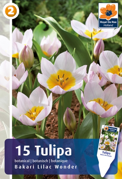 Tulpė Lilac Wonder 15 vnt