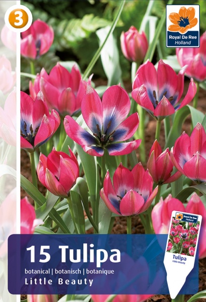 Tulpė Little Beauty 15 vnt