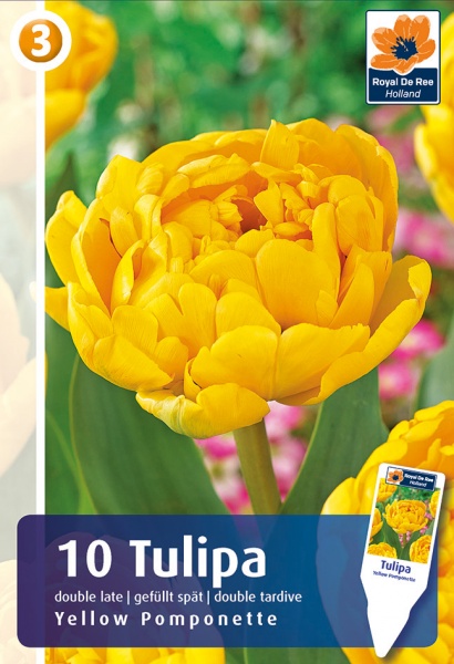 Tulpė Yellow Pomponette 10 vnt